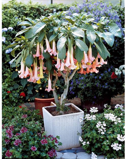 Brugmansia exotic pink