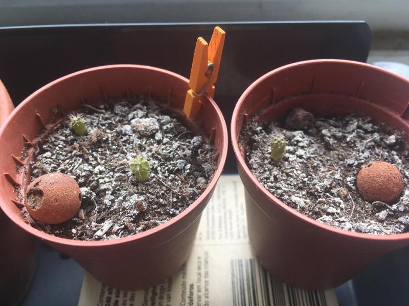 /forum/uploads/images/1591/cactus-1.jpg