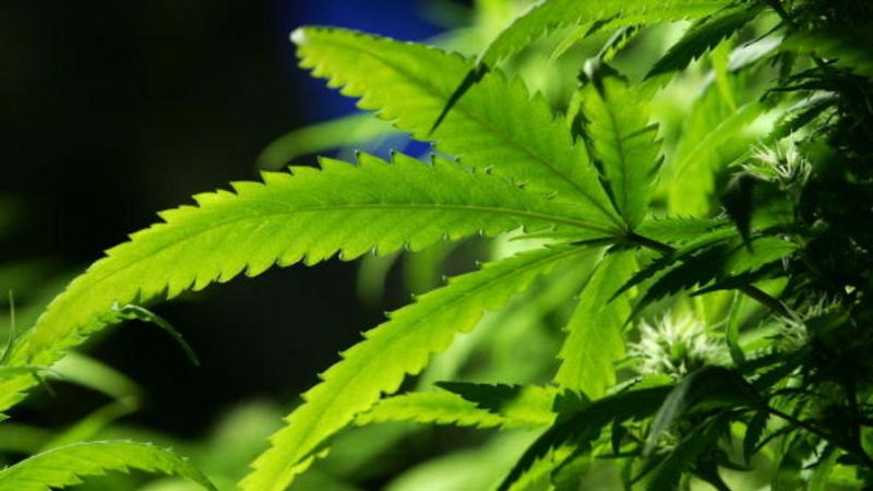 /forum/uploads/images/1591/weed-coffee-shops-hollande.jpg