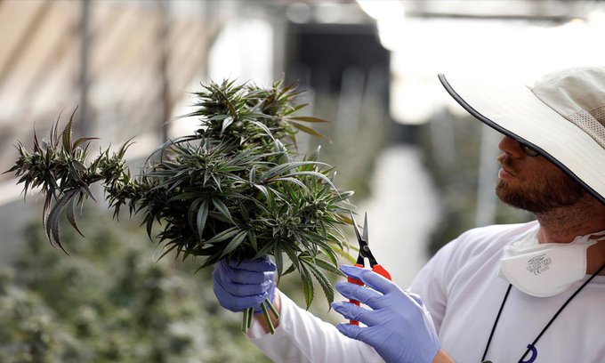 /forum/uploads/images/1591/weed-israel-.jpg
