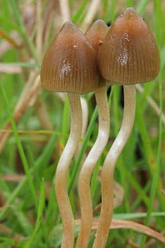 /forum/uploads/images/1592/01-psilocybe-semilanceata.jpg