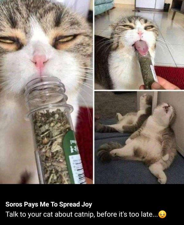 Catnip is a hell of a drug