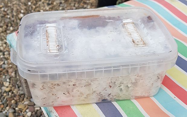 mycélium qui a bien colonisé^^ mycélium qui a bien colonisé^^