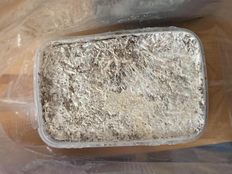 box surprise standby