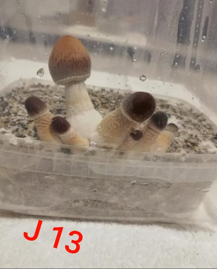 J 13 Num2