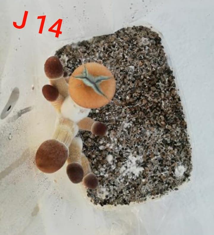 J 14 Num 1