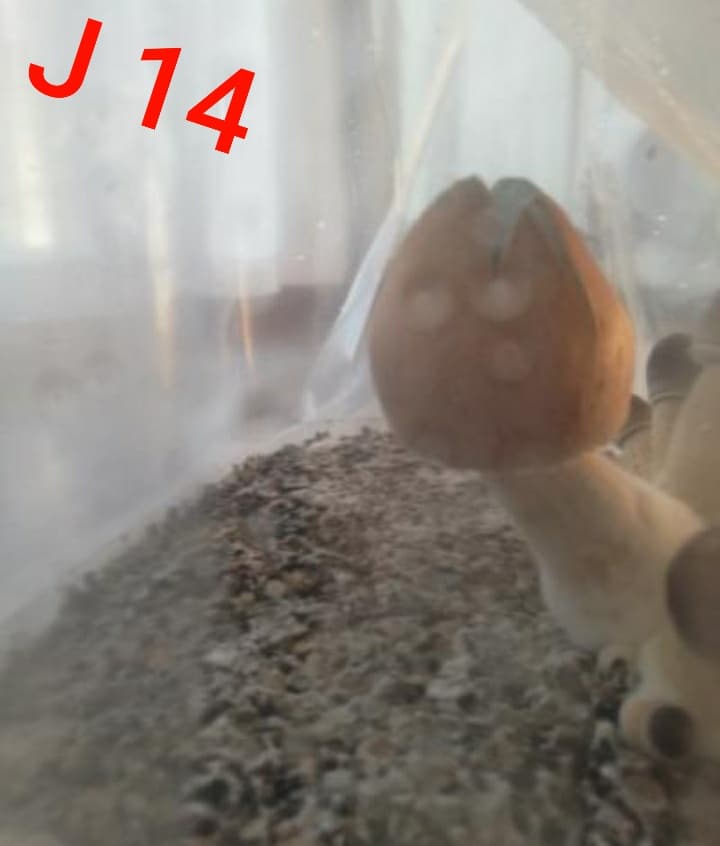 J 14 Num 2