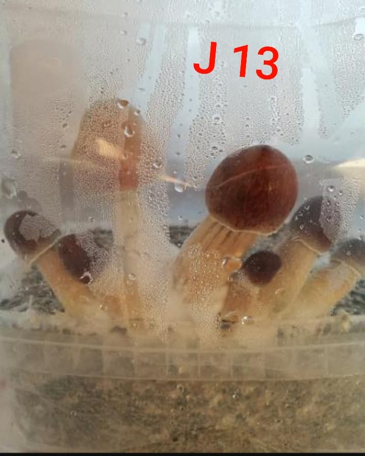 J13 Num1