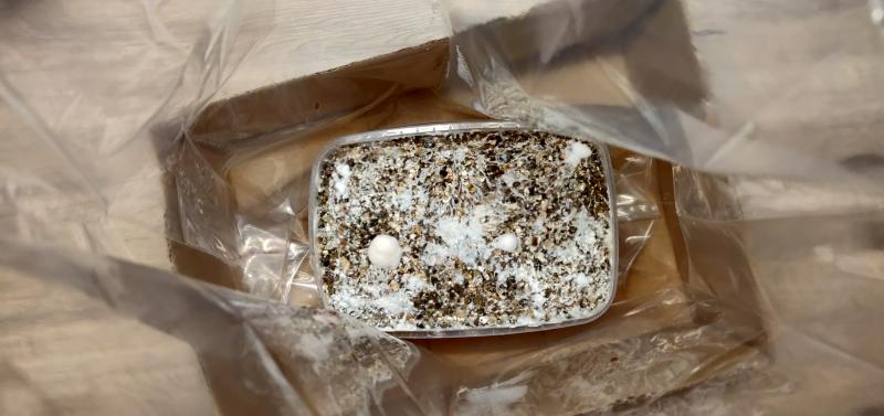 kit golden le 02 Octobre 2020