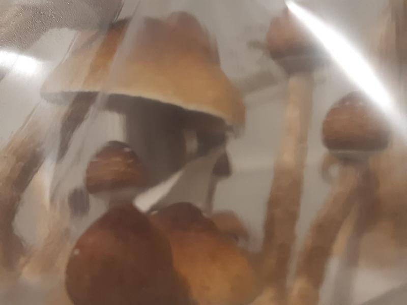 le gros champi déchiré