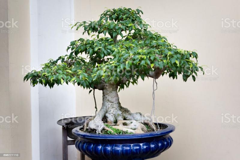 /forum/uploads/images/1602/bonsai-cannabis.jpg