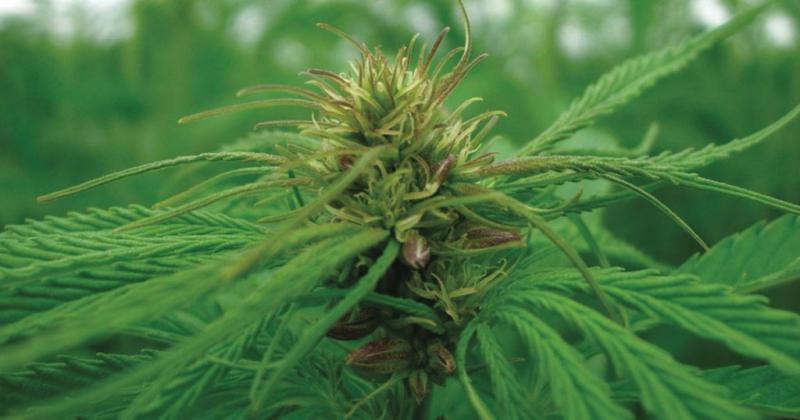/forum/uploads/images/1603/chanvre-europe-thc-limite-1024x538.jpg