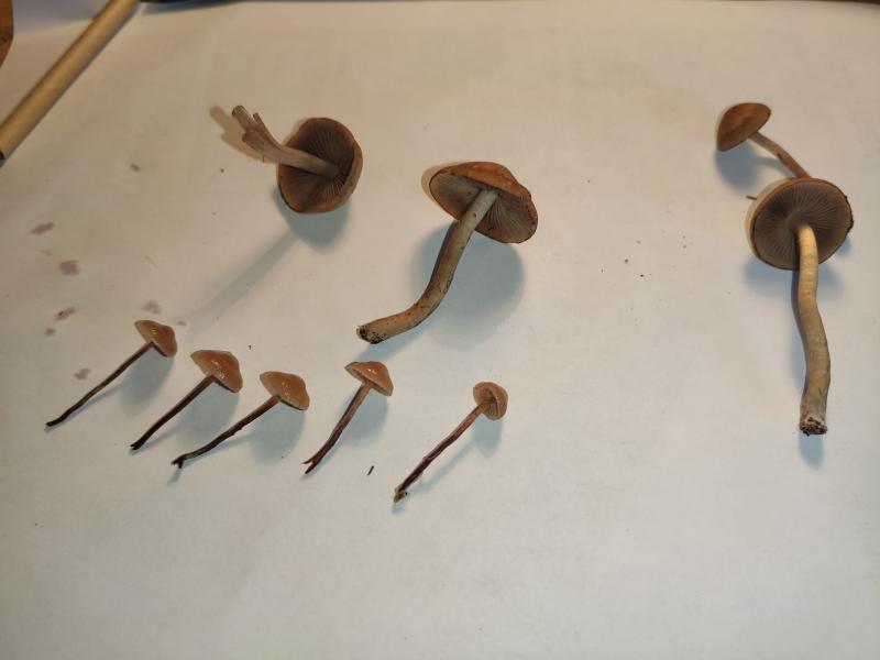 champignons hallucinogènes