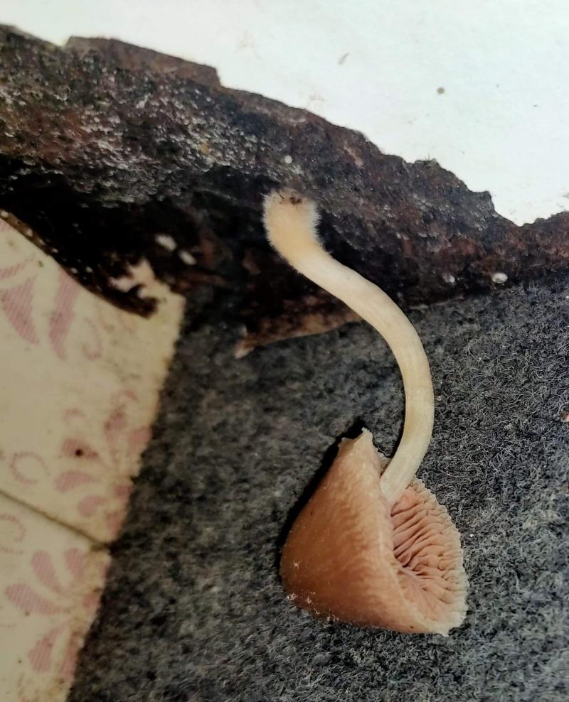 Champignons salle de bain