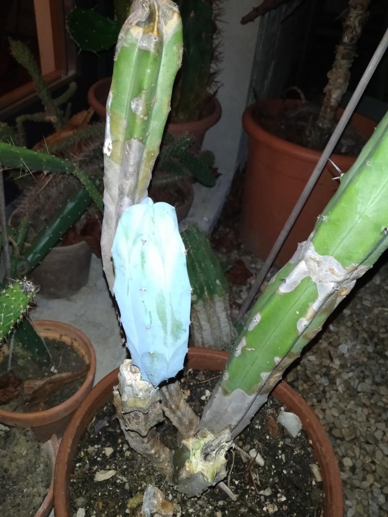 Premier cactus