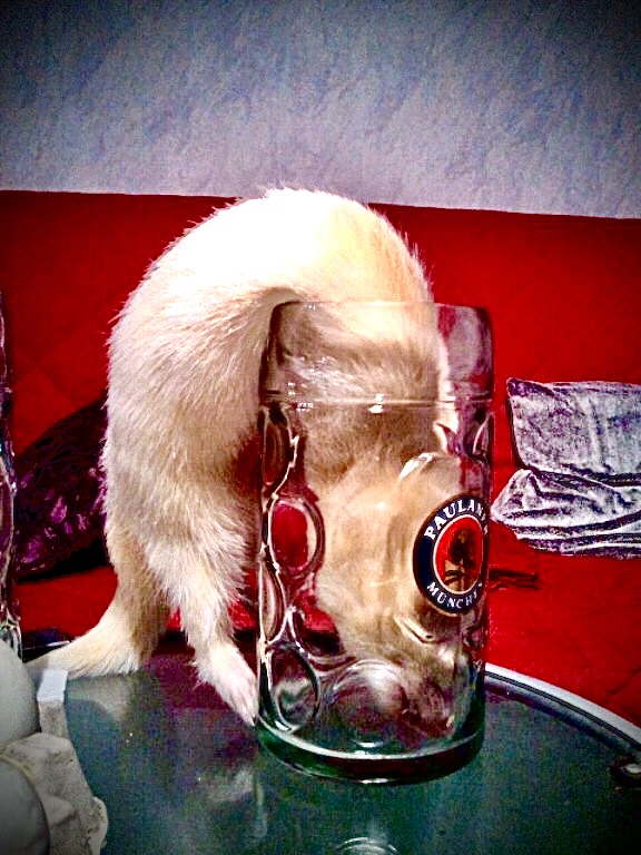 Jonas le furet alcoolique Jonas le furet alcoolique