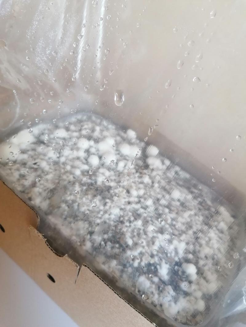 l ancien kit après sont 2eme dunk