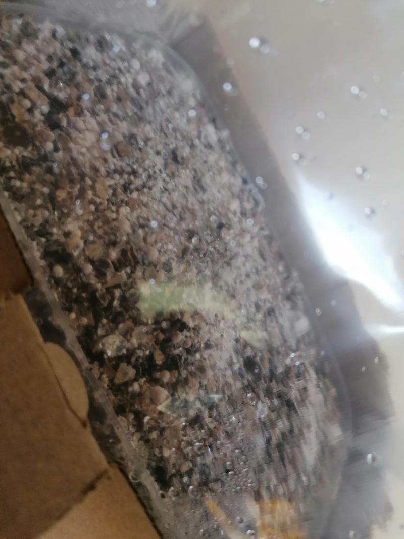 l avancement du nouveau kit (10j)