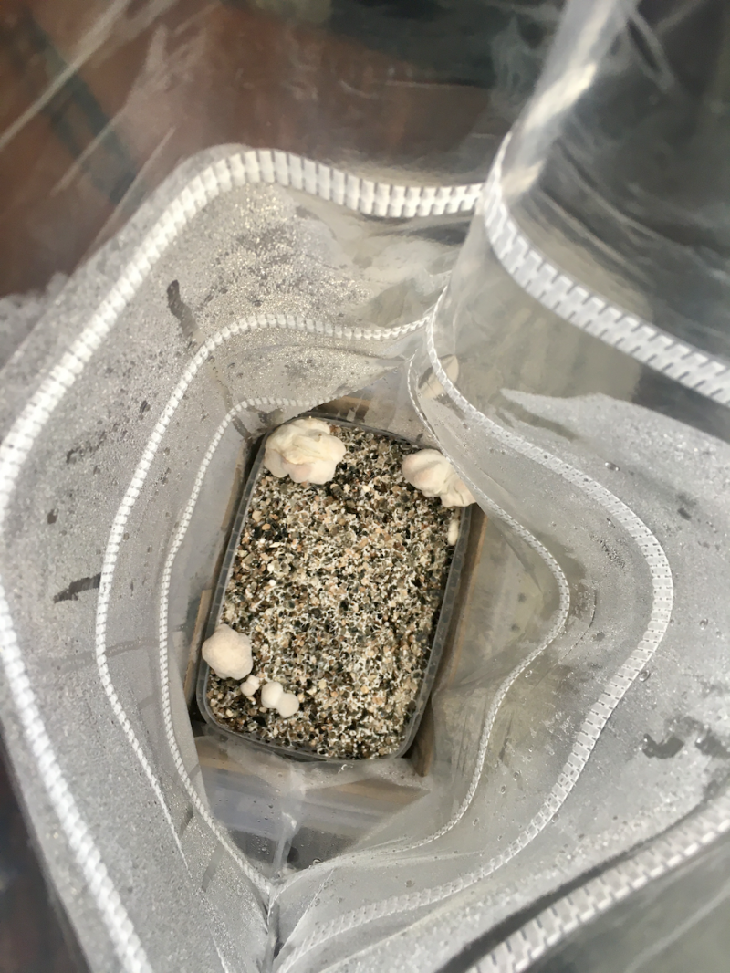 Jour 18 : Monstroplante... Jour 18 : Monstroplante...