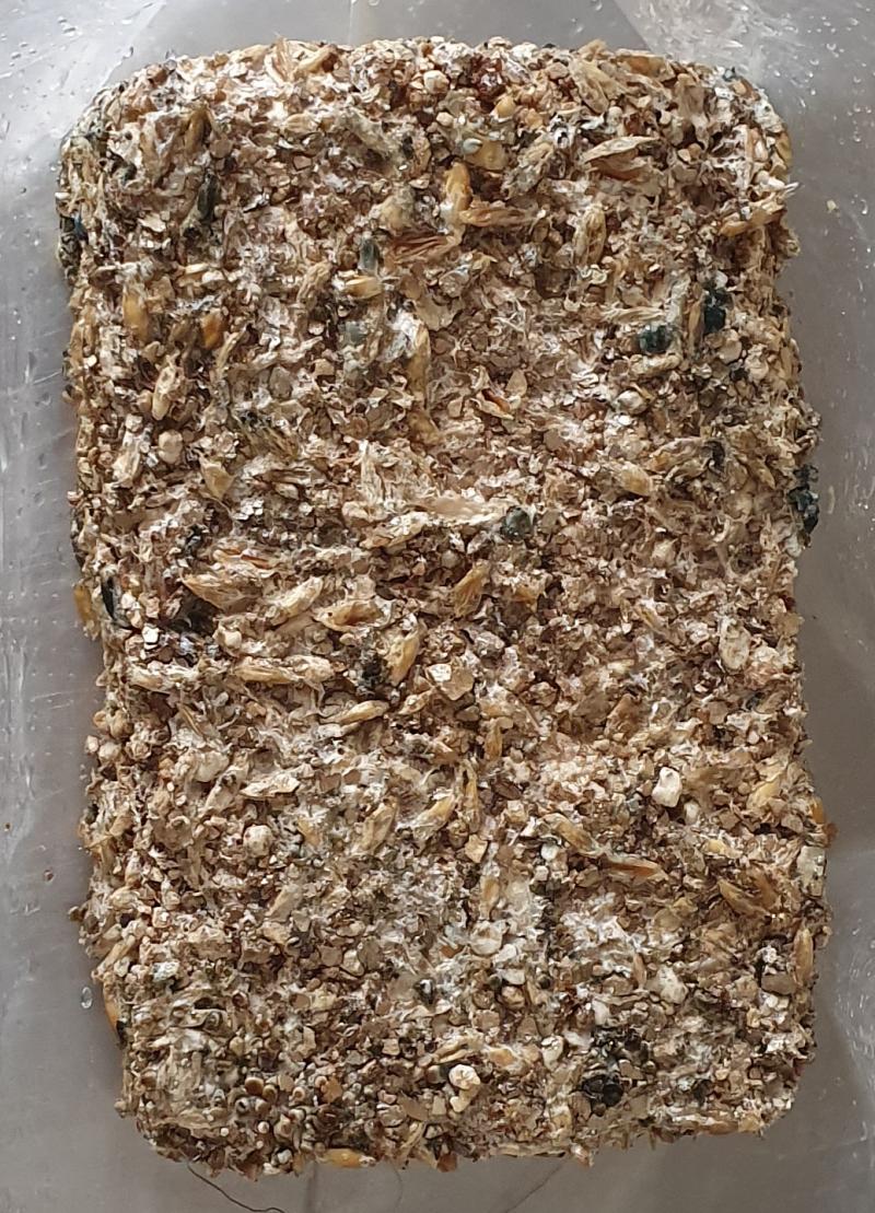 Après une semaine, aucun signe de contamination et les épingles pointent. Il faut zoomer. Le intramycélium recouvre doucement la surface. Après une semaine, aucun signe de contamination et les épingles pointent. Il faut zoomer. Le intramycélium recouvre doucement la surface.