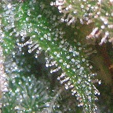 /forum/uploads/images/1614/220px-trichomes_close_cannabis.jpg