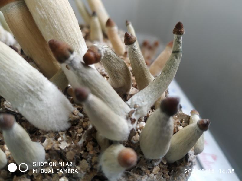 ??! Consommables !??