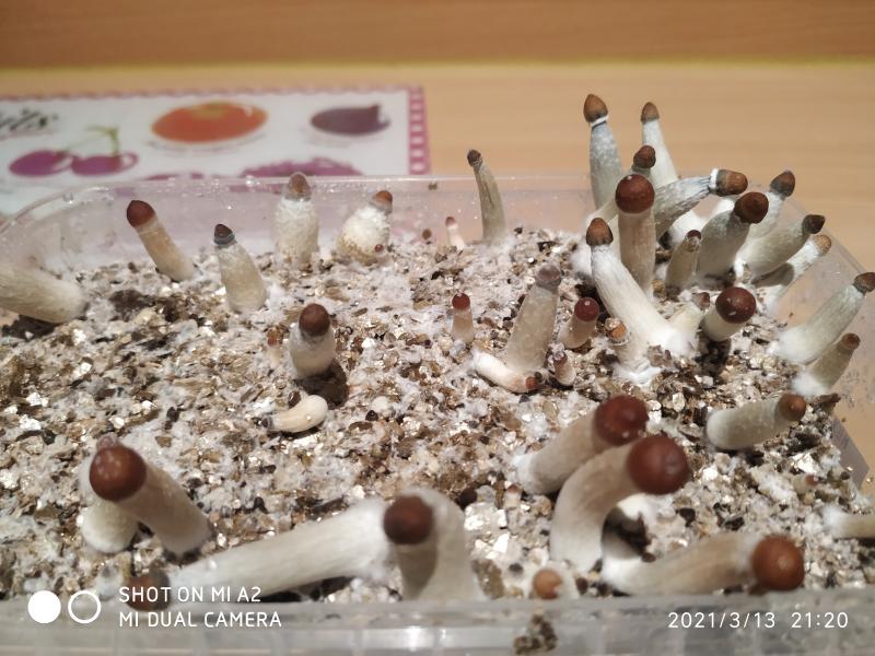 Chapeaux peu développés.. Contamination ?!