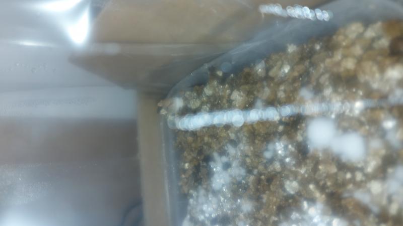 Petit champi en avance