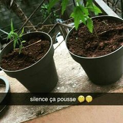 Plants de cannabis (1)