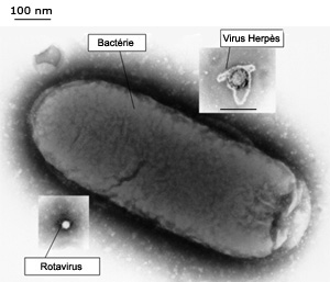 Taille comparative virus et bactéries Taille comparative virus et bactéries