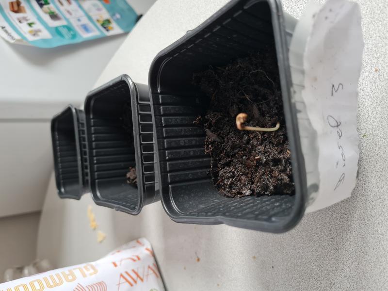 1 semaine après que je les est mis en terre