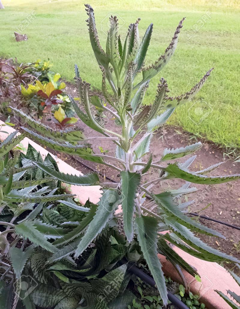 /forum/uploads/images/1627/104189664-bryophyllum-daigremontianum-kalanchoe.jpg