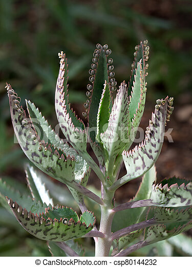 /forum/uploads/images/1627/succulent-haut-daigremontiana-photos-sous-licen.jpg