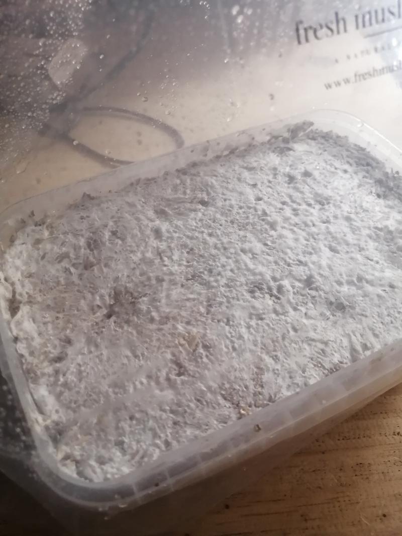 Boîte golden teacher