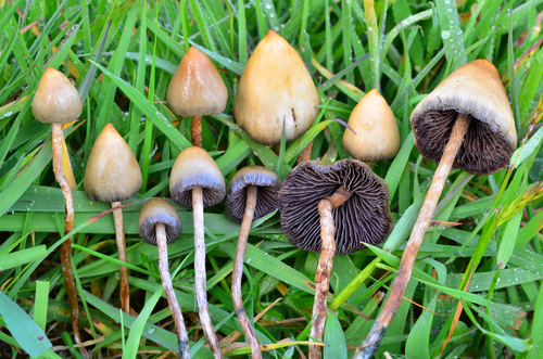 /forum/uploads/images/1635/psilocybe_mexicana.jpg