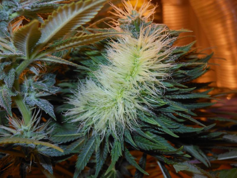 Cannabis bud polyploïde Cannabis bud polyploïde