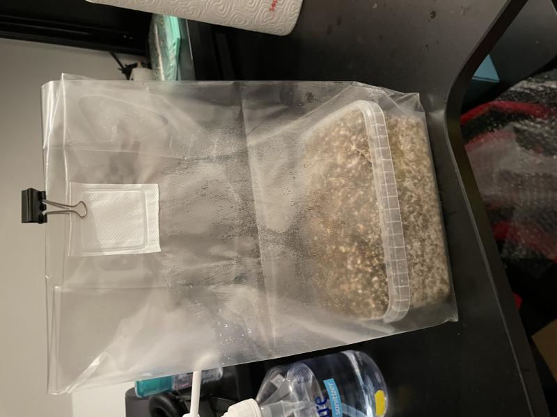 Voici le mexicana le premier jour