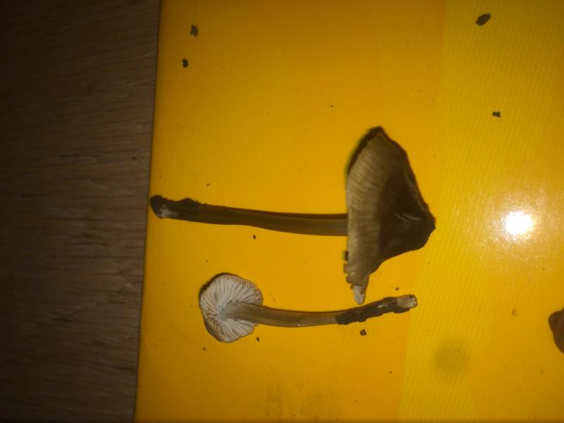 Psylo 1