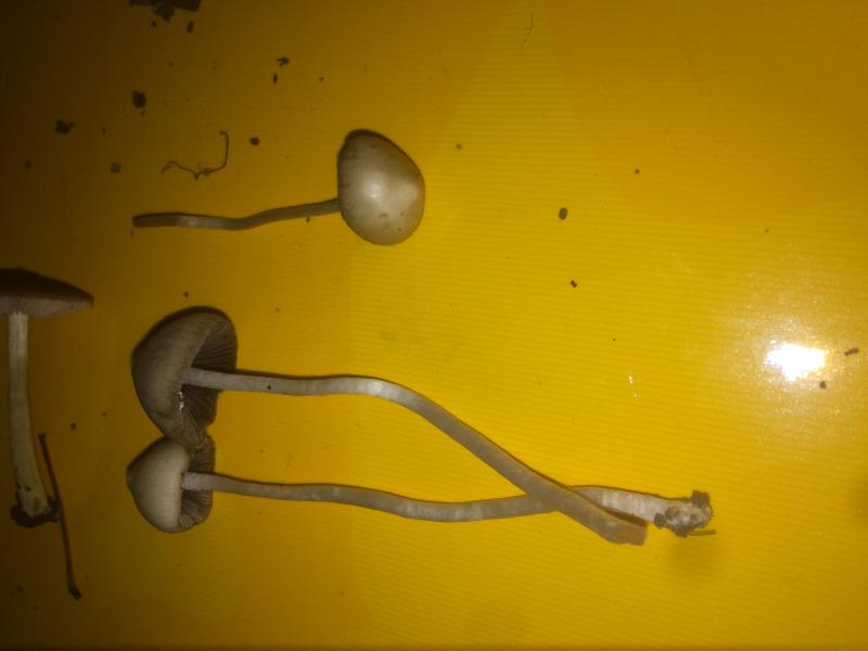 Psylo 3