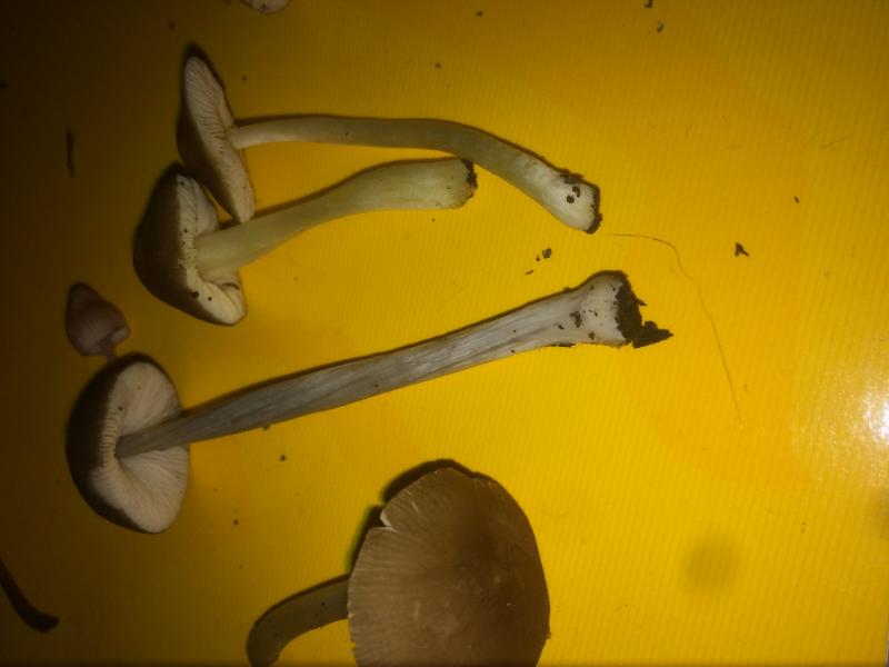 Psylo 4