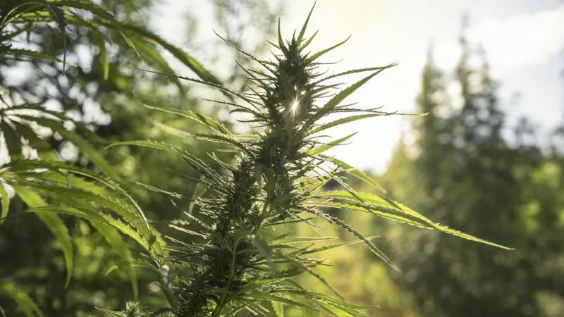 /forum/uploads/images/1641/weed-conseil-detat1.jpg