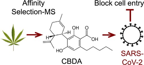 acide cannabidiolique (CBDA)
