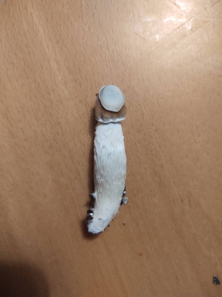 Chapi-Tache-Blanc-verdâtre