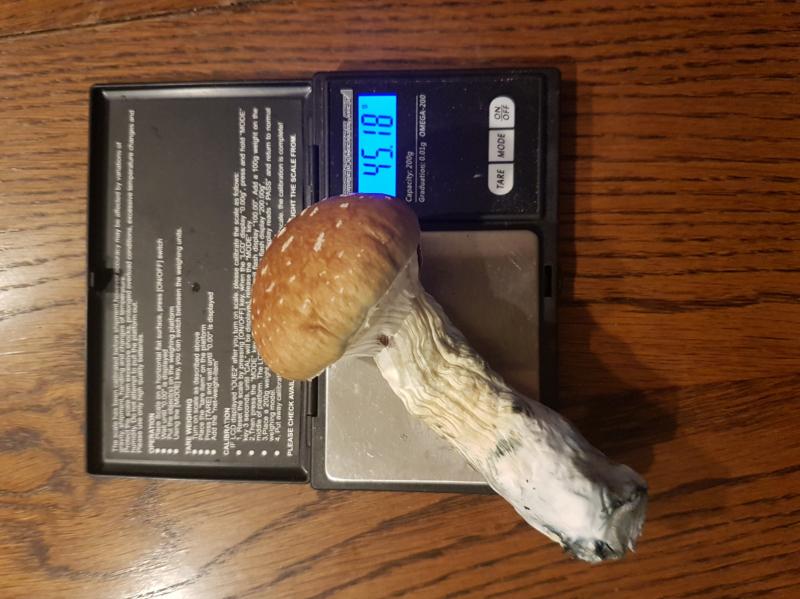 record avec 1 champi à 45 g ! record avec 1 champi à 45 g !