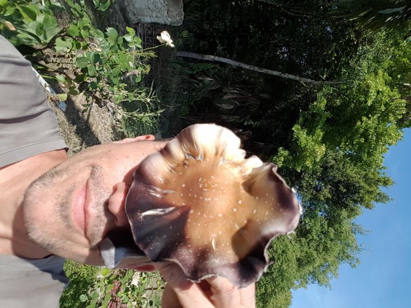 /forum/uploads/images/1654/parasol-shroom.jpg