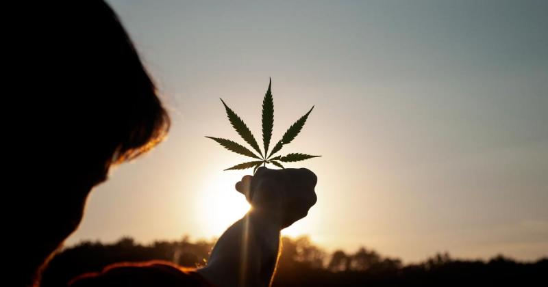 /forum/uploads/images/1657/cannabis-meilleur-monde.jpg