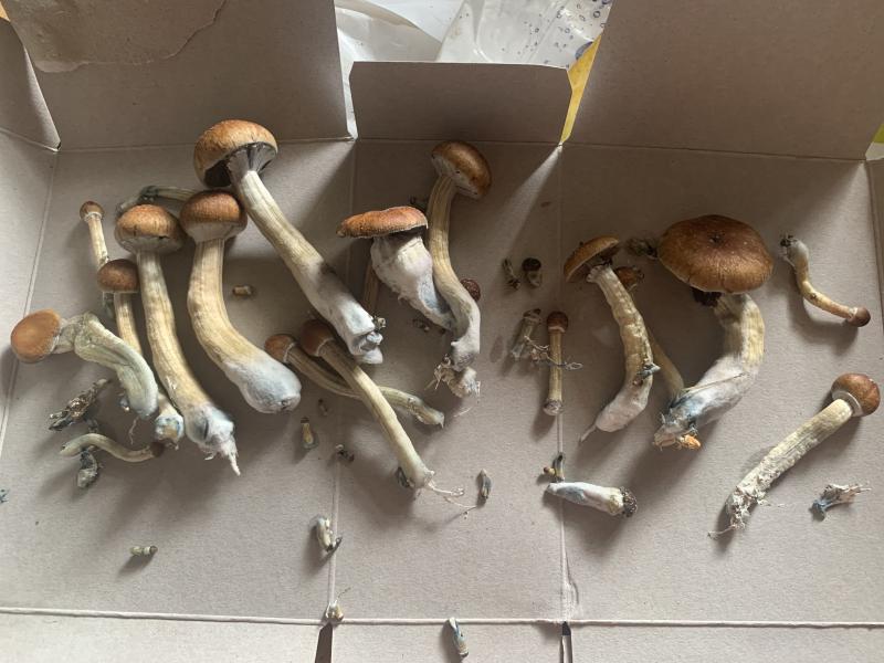 Variété Goldten Teacher, Goldtop pour les intimes