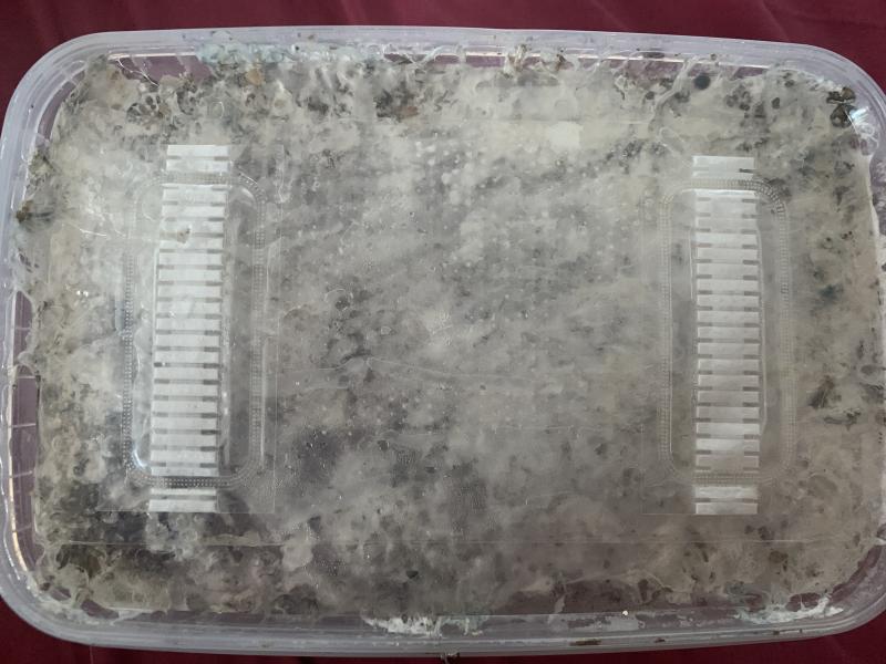 Vue du dessus, tâches en haut à gauche, et sur le côté droit dans les graines du substrat