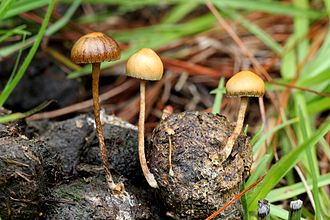 /forum/uploads/images/1662/2012-07-25_deconica_coprophila_bull_fr_241939.jpg