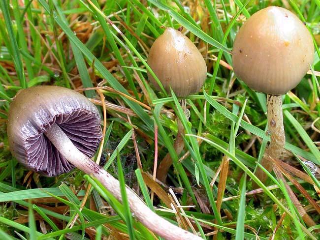 /forum/uploads/images/1662/psilocybe-lanceole.jpg